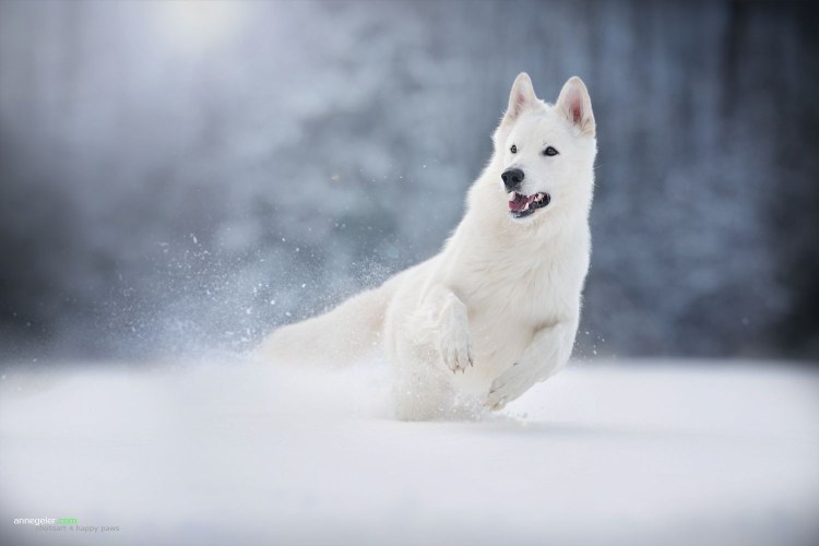 Немецкая овчарка белая арт