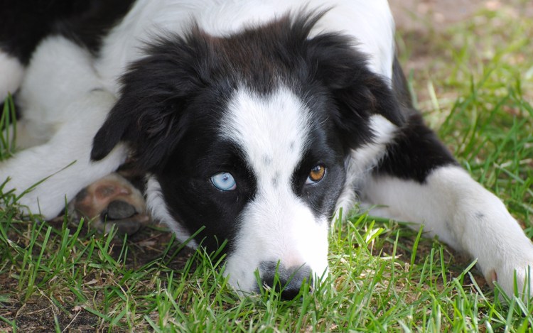 Бордер колли белый