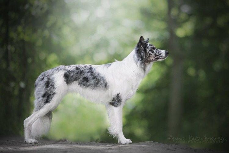 Бордер колли Мерль