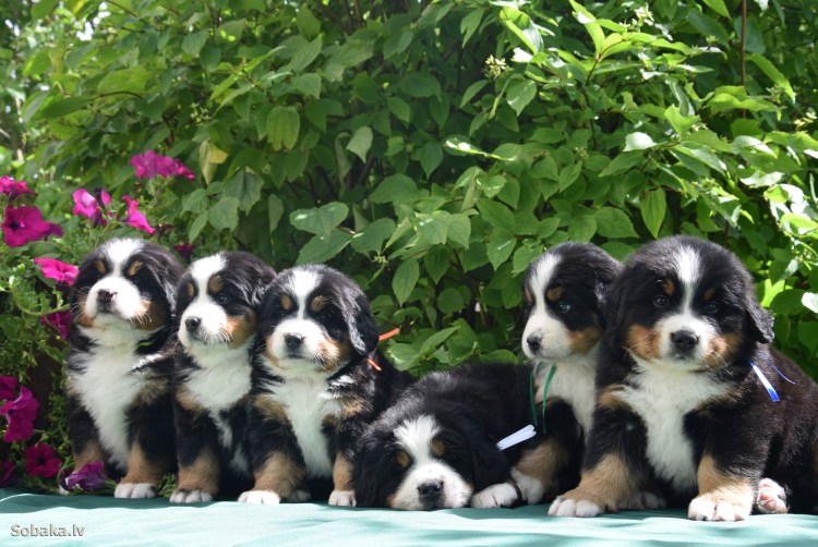 Бернский зенненхунд питомник