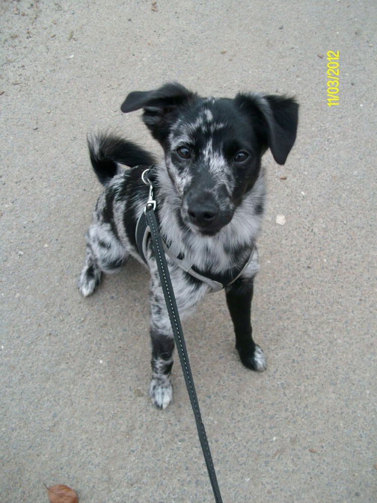 Пятнистые дворняжки