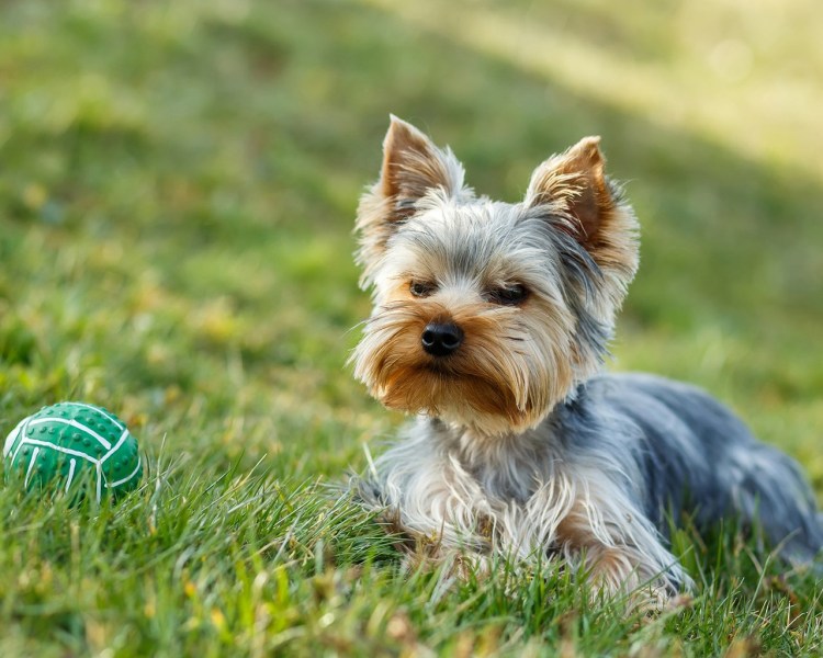 Йекштерьерский терьер