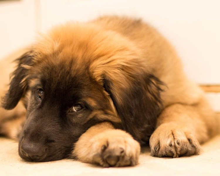 Щенки леонбергера