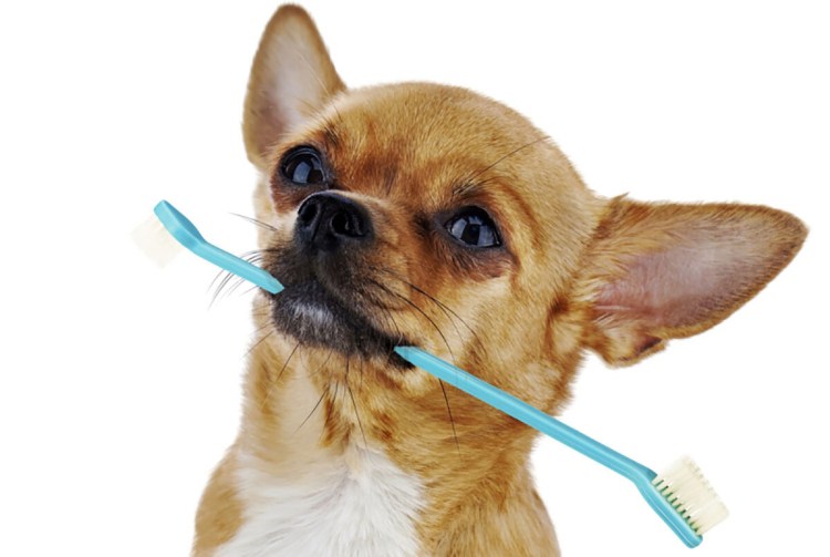 Чесалка зубов для чихуахуа