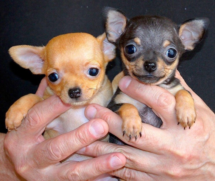Чихуахуа Дир мини