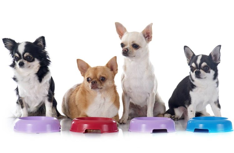 Чихуахуа откормленная