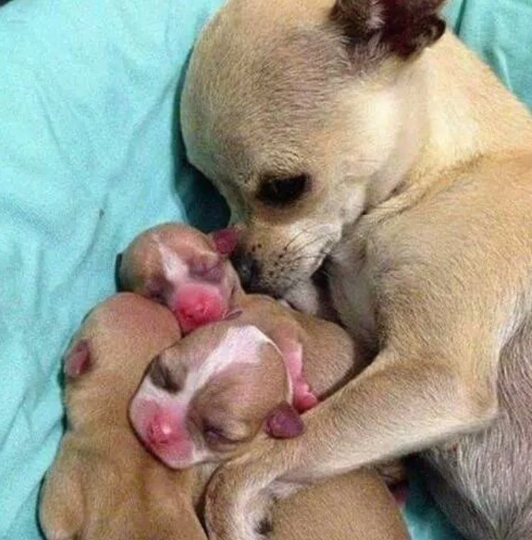 Новорожденные щенки чихуахуа