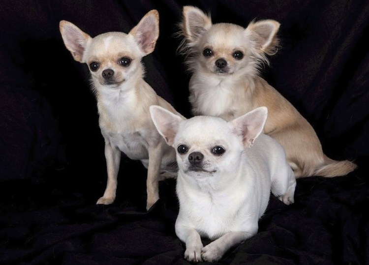 Чихуахуа Мексиканская порода