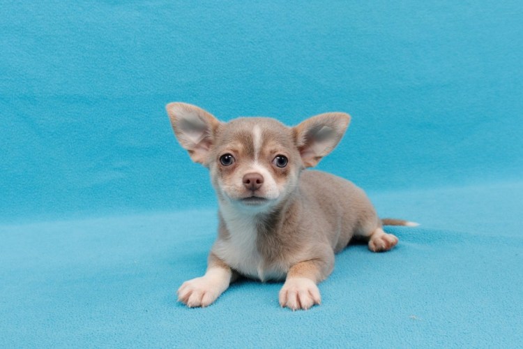 Китайская чихуахуа