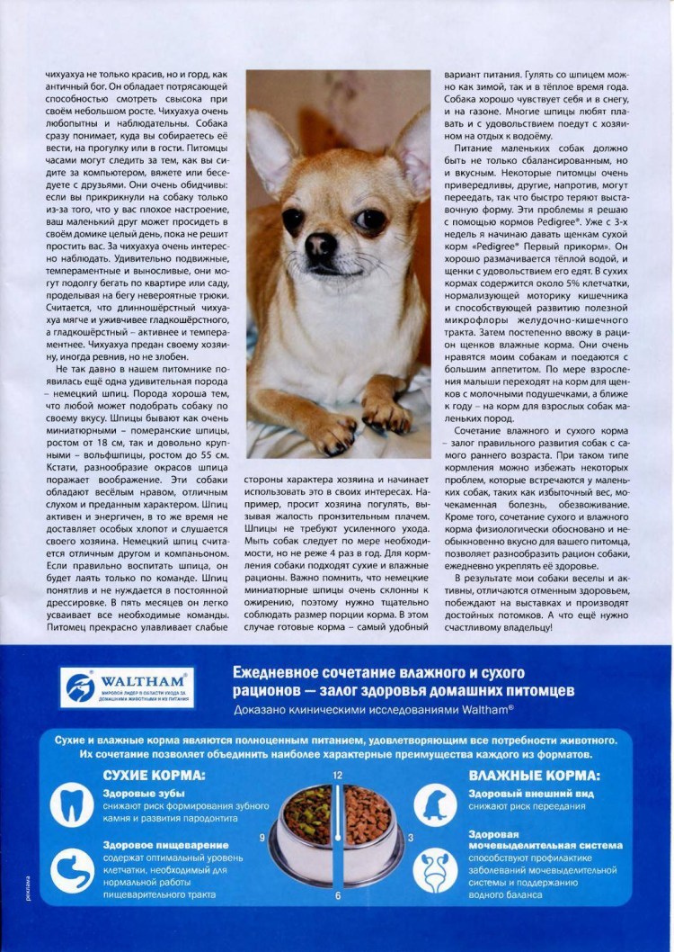 Рацион питания чихуахуа