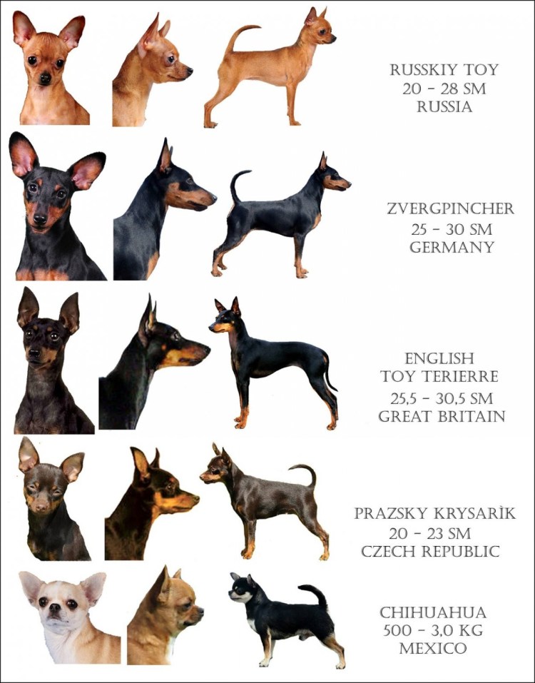 Пражский крысарик той терьер Цвергпинчер