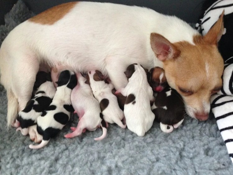 Щенки чихуахуа рождение