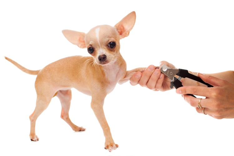 Чихуахуа стригут когти