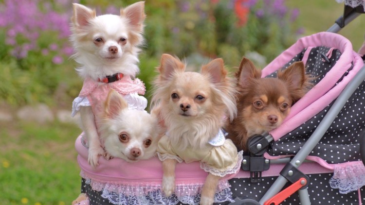 Породы маленьких собак