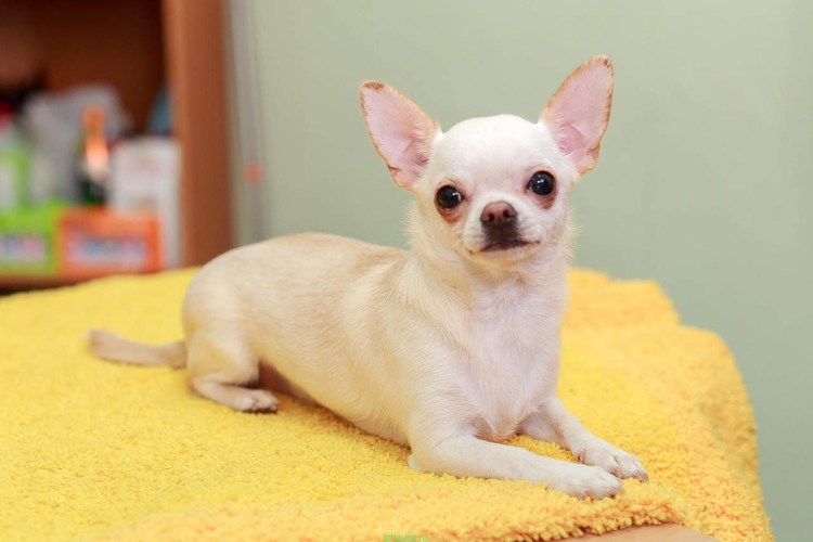 Чау Хуа гладкошерстная