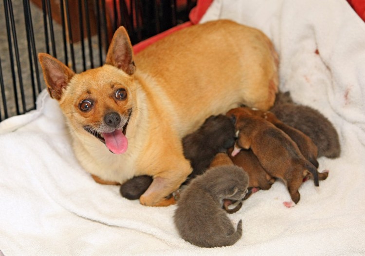 Собака заботится о щенках