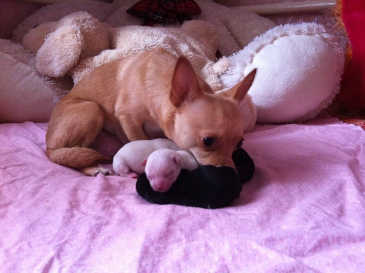 Кутята чихуахуа Новорожденные