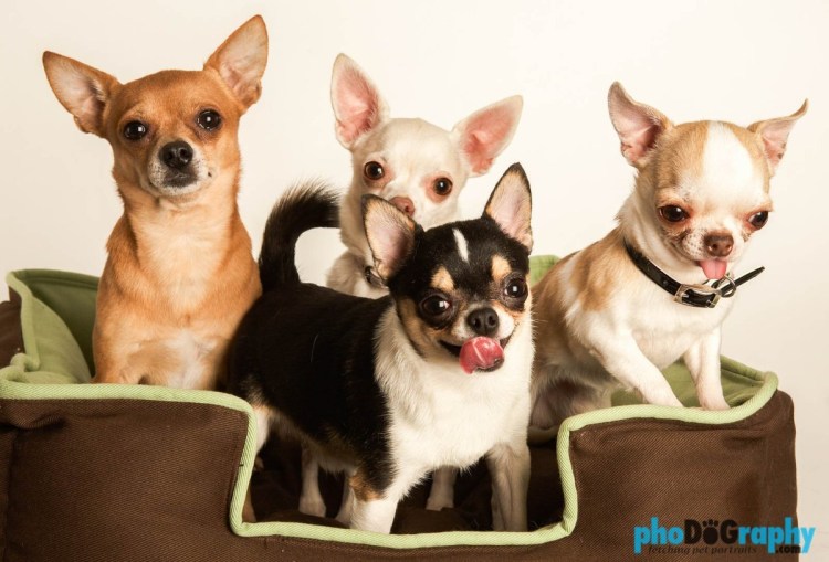 Стрижка когтей у собак