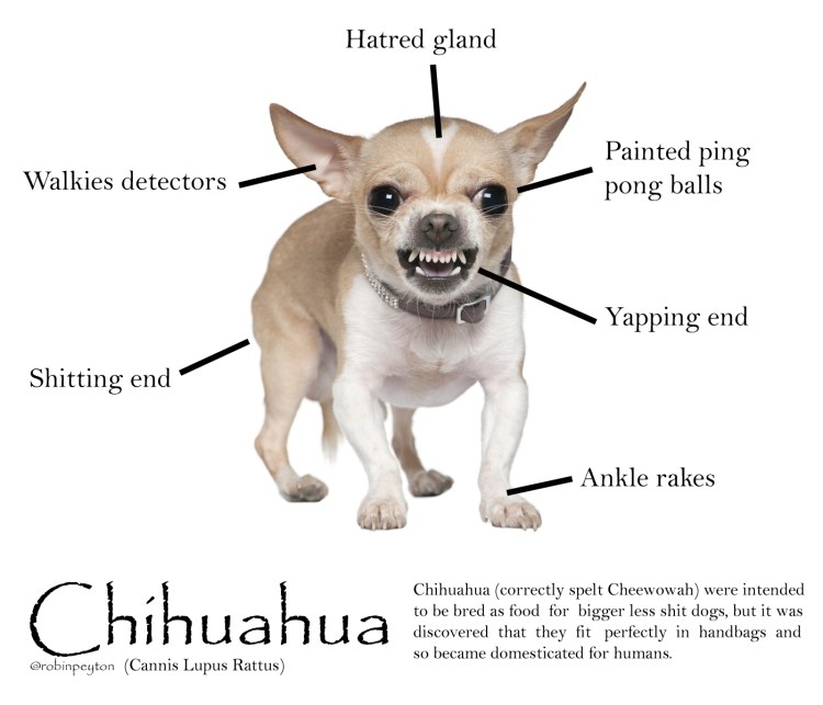 Чихуахуа голова строение