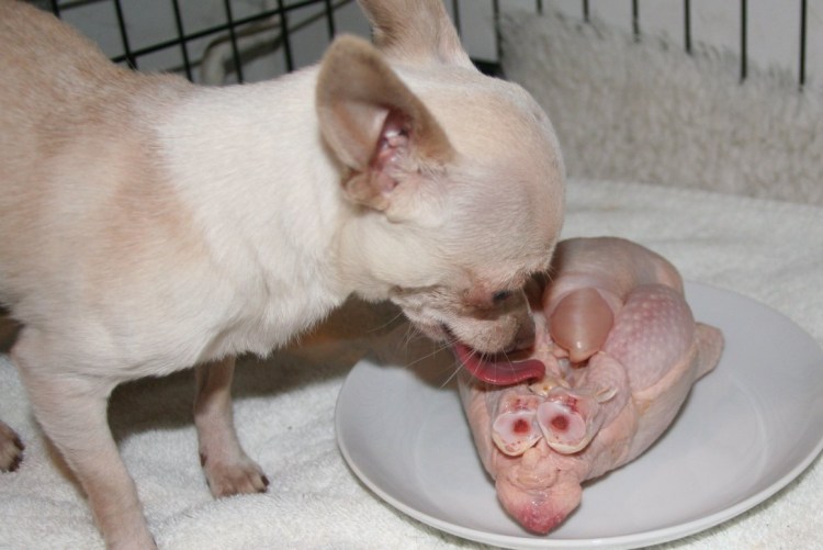 Чихуахуа мини