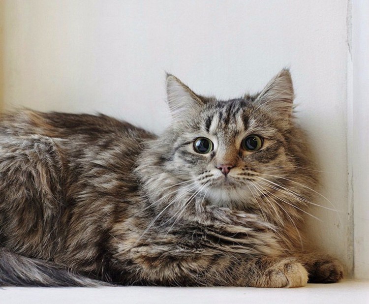 Рэгдолл и Сибирская кошка