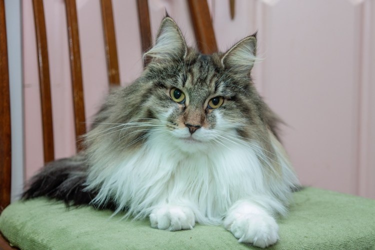 Норвежские Лесные котята