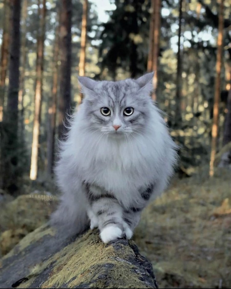 Норвежская Лесная Камышовая кошка