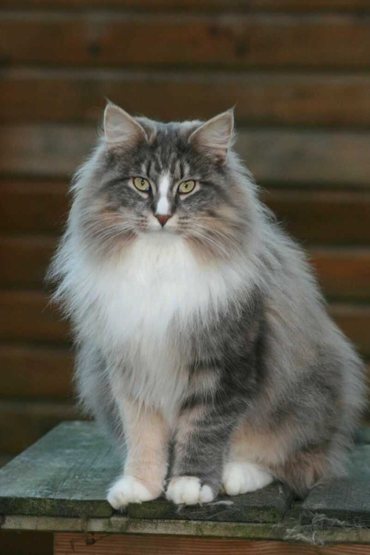 Дикая Норвежская Лесная кошка