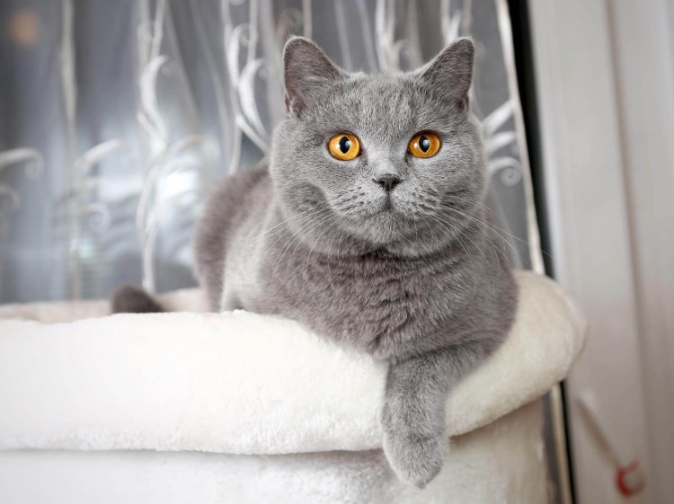 Кошка породы Корат кот британец