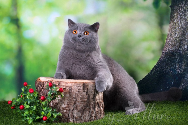 Картезианская кошка британец