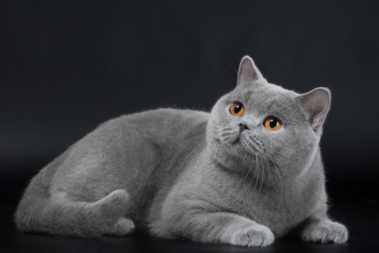 Британская короткошёрстная кошка голубая