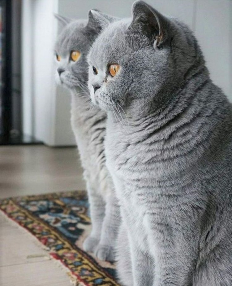 Британская кошка короткошерстная серая