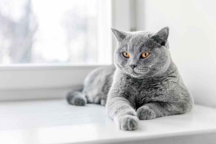 Британская кошка короткошерстная серая