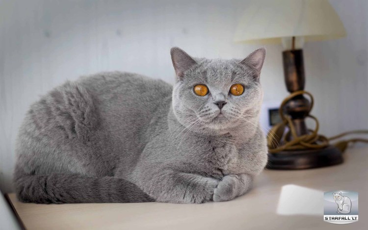 Молодой британец