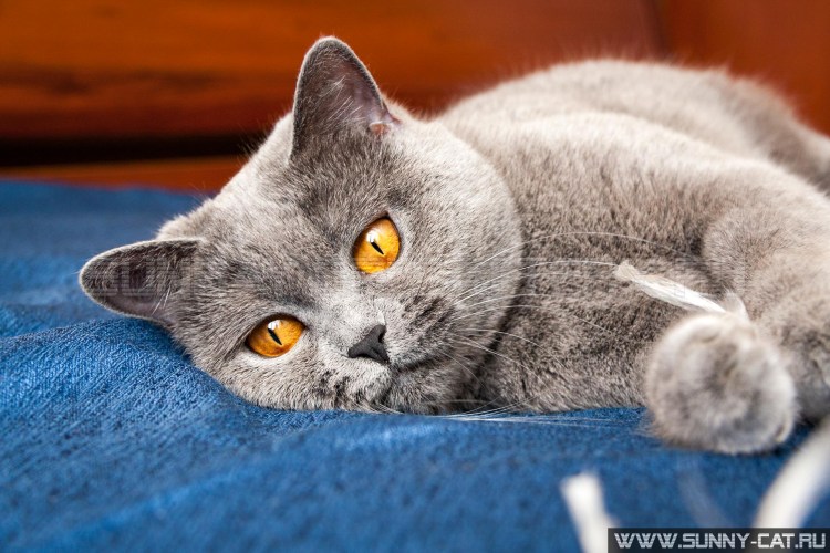 Британская короткошёрстная кошка дымчатая