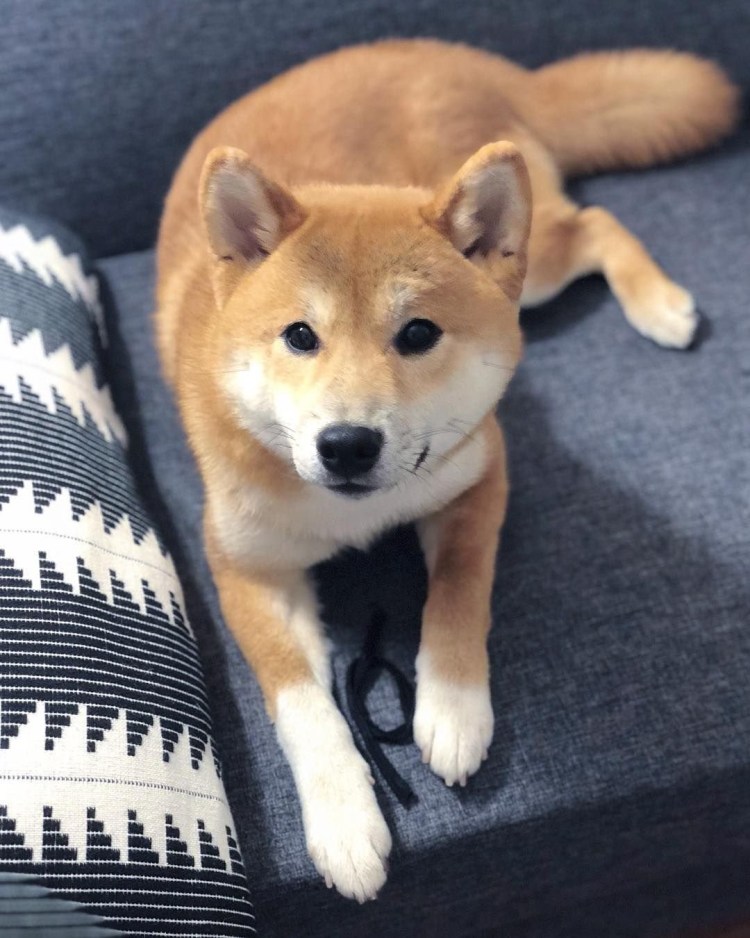 Японская порода собак сиба-ину