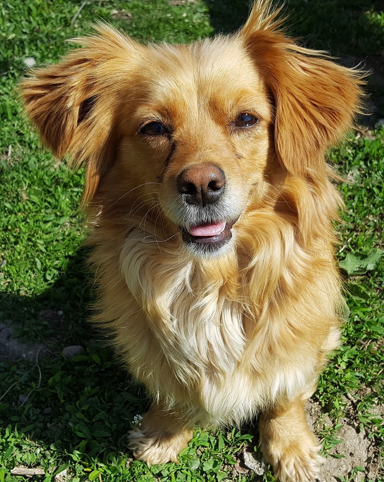 Золотистый терьер