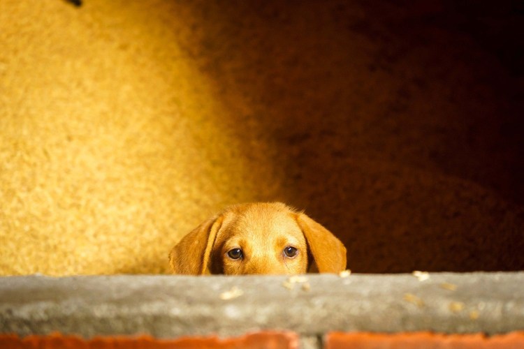 Эффект желтой собачки