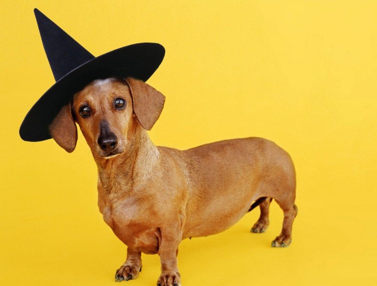 Такса в шляпке