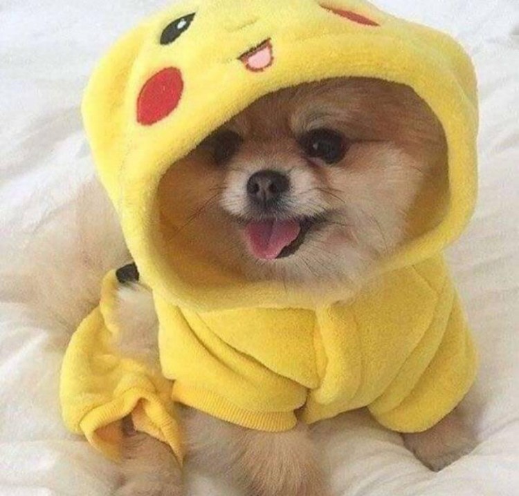 Милые собачки в костюмах