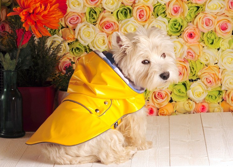 Желтая собака