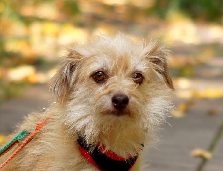 Жёлтые собаки маленькие