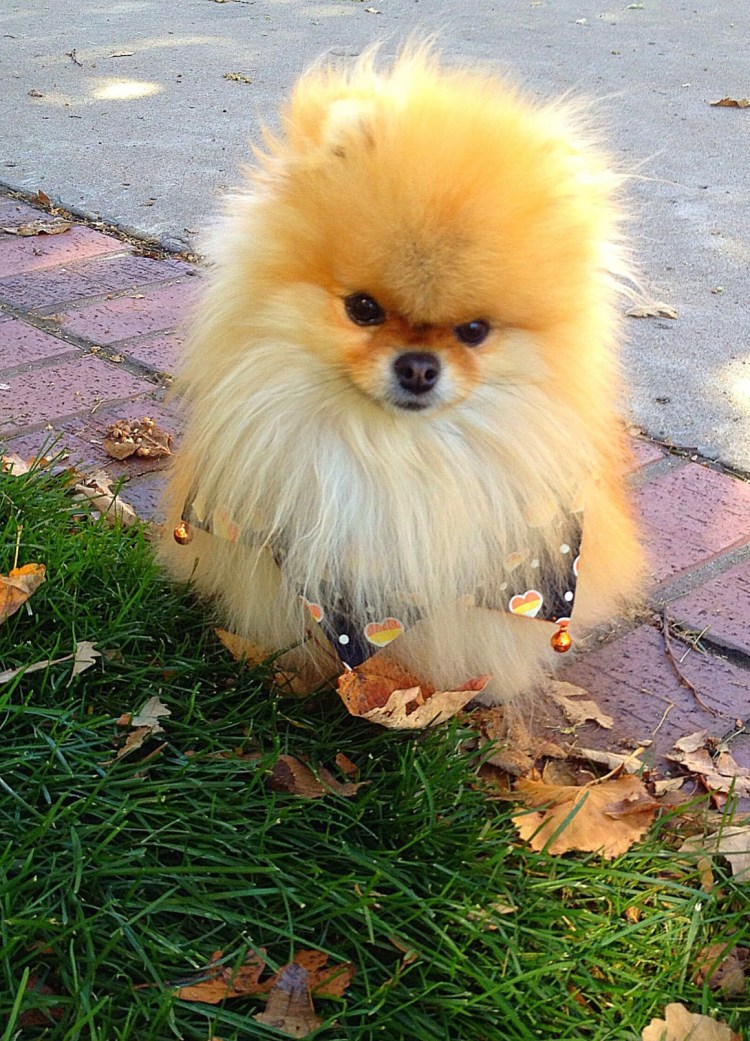 Померанский шпиц лохматый