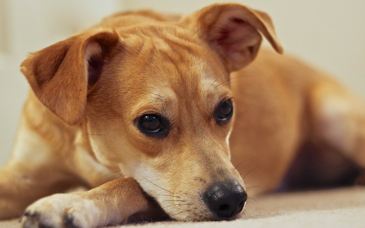 Собачка желтая