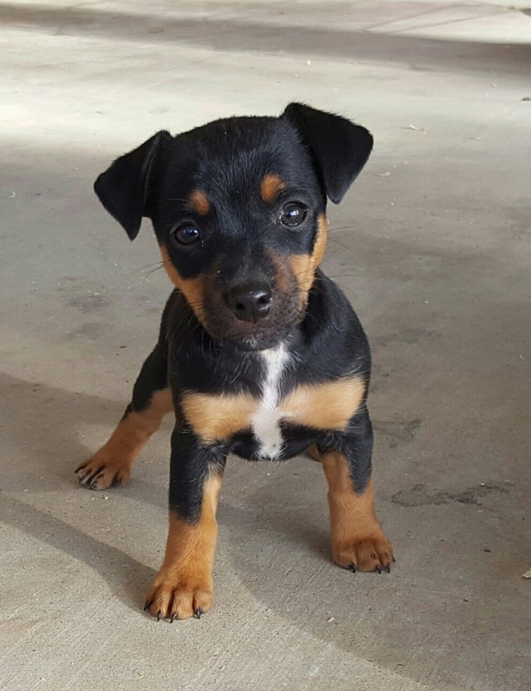 Такса пинчер