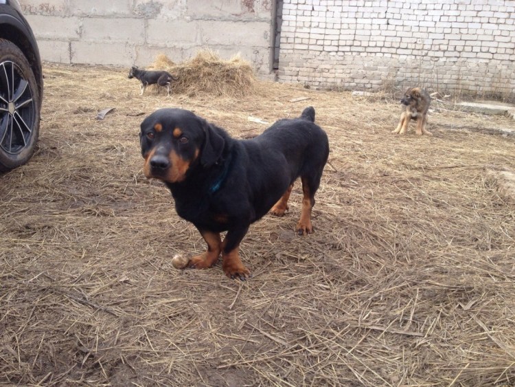 Ротвейлер и такса