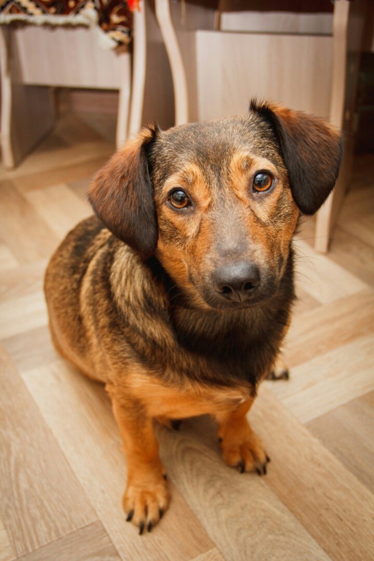 Метис такса и дворняжка