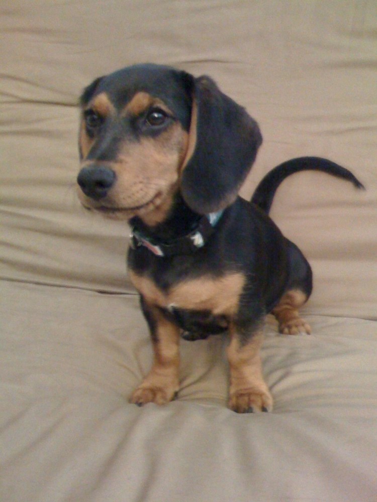 Метис Бигль и такса