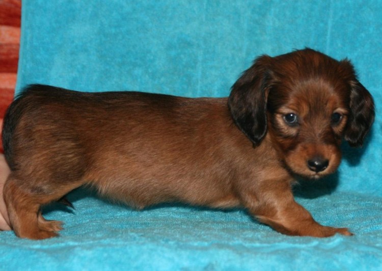 Метис длинношерстной таксы