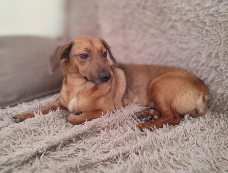 Кроличья такса метис